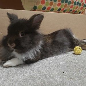 Meet your Posher, Posh